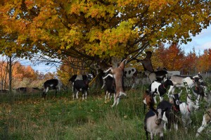 fall_goats_2