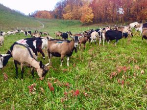 Goats In Fall Pastures